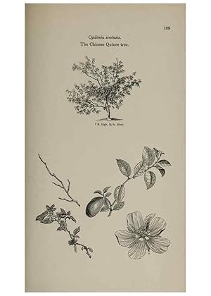 Seller image for Reproduccin/Reproduction 7064344527: Arboretum et fruticetum britannicum, or :. London :J.C. Loudon,1844. for sale by EL BOLETIN