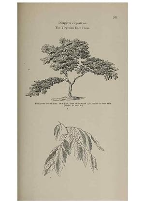 Image du vendeur pour Reproduccin/Reproduction 6918272874: Arboretum et fruticetum britannicum, or :. London :J.C. Loudon,1844. mis en vente par EL BOLETIN