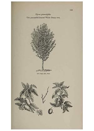 Image du vendeur pour Reproduccin/Reproduction 6918262778: Arboretum et fruticetum britannicum, or :. London :J.C. Loudon,1844. mis en vente par EL BOLETIN