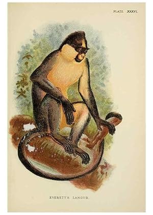 Image du vendeur pour Reproduccin/Reproduction 6901563304: A hand-book to the primates /. London :E. Lloyd,1896-1897. mis en vente par EL BOLETIN