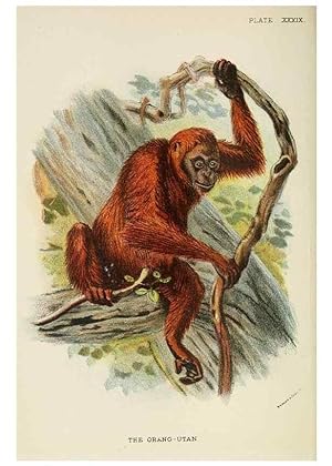 Image du vendeur pour Reproduccin/Reproduction 7047660653: A hand-book to the primates /. London :E. Lloyd,1896-1897. mis en vente par EL BOLETIN