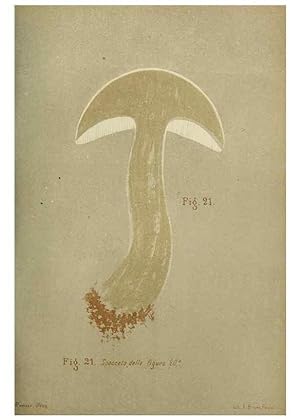 Seller image for Reproduccin/Reproduction 7132417307: Trattatello popolare sui funghi /. Pavia :premiata tipografia fratelli Fusi,1887 for sale by EL BOLETIN