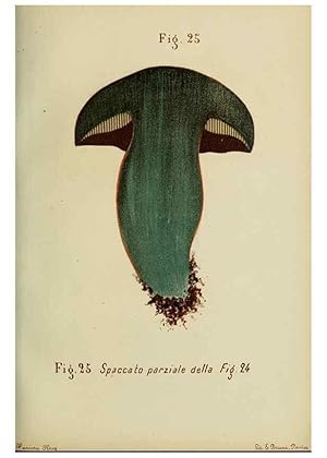 Seller image for Reproduccin/Reproduction 6986335412: Trattatello popolare sui funghi /. Pavia :premiata tipografia fratelli Fusi,1887 for sale by EL BOLETIN