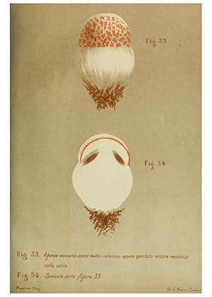 Seller image for Reproduccin/Reproduction 6986340024: Trattatello popolare sui funghi /. Pavia :premiata tipografia fratelli Fusi,1887 for sale by EL BOLETIN