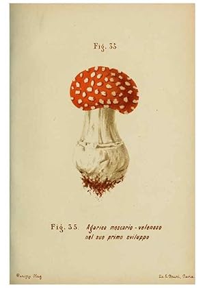 Seller image for Reproduccin/Reproduction 6986340748: Trattatello popolare sui funghi /. Pavia :premiata tipografia fratelli Fusi,1887 for sale by EL BOLETIN