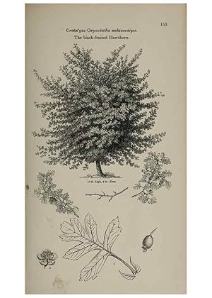 Image du vendeur pour Reproduccin/Reproduction 6918247400: Arboretum et fruticetum britannicum, or :. London :J.C. Loudon,1844. mis en vente par EL BOLETIN