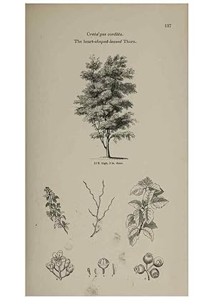 Image du vendeur pour Reproduccin/Reproduction 6918236980: Arboretum et fruticetum britannicum, or :. London :J.C. Loudon,1844. mis en vente par EL BOLETIN