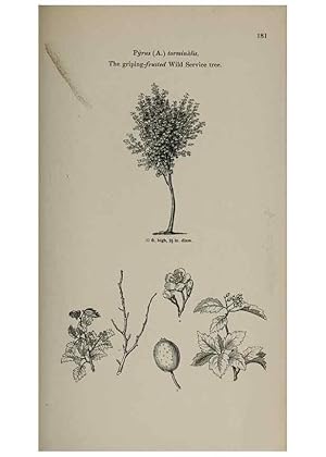 Image du vendeur pour Reproduccin/Reproduction 7064340215: Arboretum et fruticetum britannicum, or :. London :J.C. Loudon,1844. mis en vente par EL BOLETIN