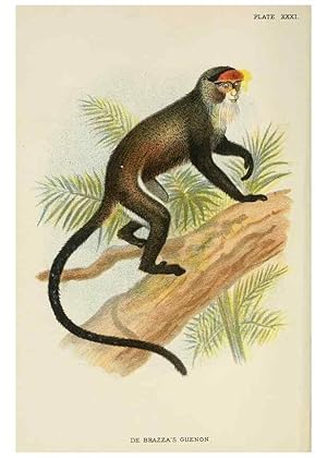 Image du vendeur pour Reproduccin/Reproduction 7047655759: A hand-book to the primates /. London :E. Lloyd,1896-1897. mis en vente par EL BOLETIN