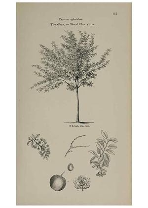 Seller image for Reproduccin/Reproduction 7064303295: Arboretum et fruticetum britannicum, or :. London :J.C. Loudon,1844. for sale by EL BOLETIN