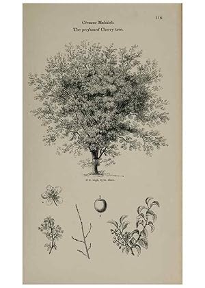 Seller image for Reproduccin/Reproduction 7064304859: Arboretum et fruticetum britannicum, or :. London :J.C. Loudon,1844. for sale by EL BOLETIN