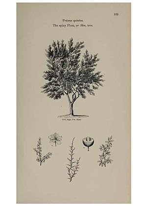 Seller image for Reproduccin/Reproduction 6918223218: Arboretum et fruticetum britannicum, or :. London :J.C. Loudon,1844. for sale by EL BOLETIN