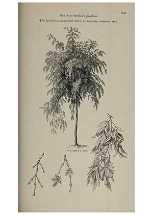 Image du vendeur pour Reproduccin/Reproduction 6918275596: Arboretum et fruticetum britannicum, or :. London :J.C. Loudon,1844. mis en vente par EL BOLETIN