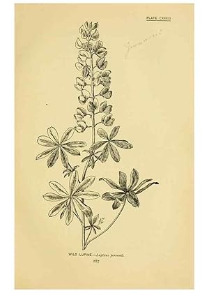 Seller image for Reproduccin/Reproduction 7248375972: How to know the wild flowers :. New York :Scribners,1893. for sale by EL BOLETIN