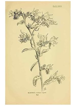 Immagine del venditore per Reproduccin/Reproduction 7248379282: How to know the wild flowers :. New York :Scribners,1893. venduto da EL BOLETIN