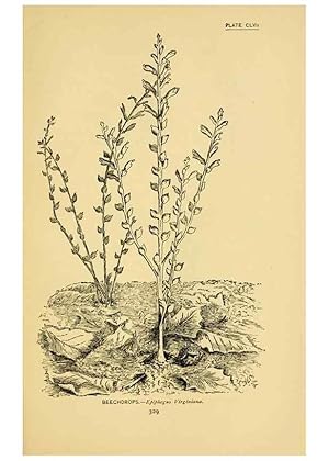 Seller image for Reproduccin/Reproduction 7248390580: How to know the wild flowers :. New York :Scribners,1893. for sale by EL BOLETIN