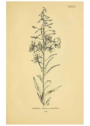 Seller image for Reproduccin/Reproduction 7248360282: How to know the wild flowers :. New York :Scribners,1893. for sale by EL BOLETIN