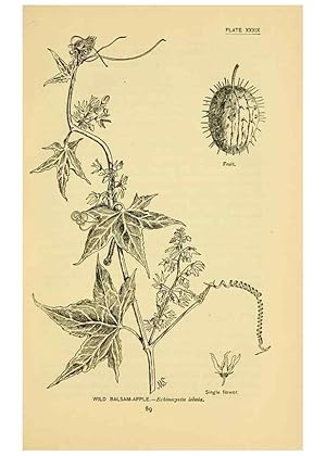 Seller image for Reproduccin/Reproduction 7248324290: How to know the wild flowers :. New York :Scribners,1893. for sale by EL BOLETIN