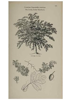 Image du vendeur pour Reproduccin/Reproduction 7064324207: Arboretum et fruticetum britannicum, or :. London :J.C. Loudon,1844. mis en vente par EL BOLETIN