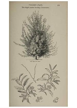 Image du vendeur pour Reproduccin/Reproduction 7064328485: Arboretum et fruticetum britannicum, or :. London :J.C. Loudon,1844. mis en vente par EL BOLETIN