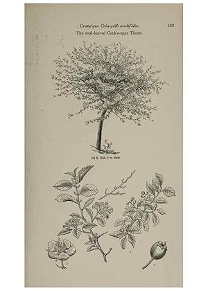 Image du vendeur pour Reproduccin/Reproduction 6918233754: Arboretum et fruticetum britannicum, or :. London :J.C. Loudon,1844. mis en vente par EL BOLETIN