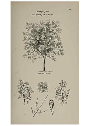 Image du vendeur pour Reproduccin/Reproduction 7064314283: Arboretum et fruticetum britannicum, or :. London :J.C. Loudon,1844. mis en vente par EL BOLETIN