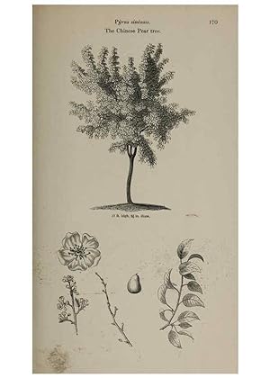 Image du vendeur pour Reproduccin/Reproduction 7064334541: Arboretum et fruticetum britannicum, or :. London :J.C. Loudon,1844. mis en vente par EL BOLETIN
