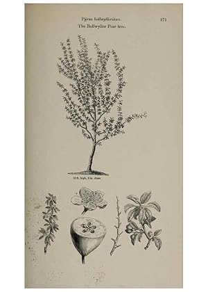 Image du vendeur pour Reproduccin/Reproduction 6918256980: Arboretum et fruticetum britannicum, or :. London :J.C. Loudon,1844. mis en vente par EL BOLETIN