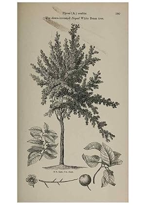 Image du vendeur pour Reproduccin/Reproduction 6918261558: Arboretum et fruticetum britannicum, or :. London :J.C. Loudon,1844. mis en vente par EL BOLETIN