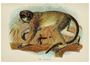 Image du vendeur pour Reproduccin/Reproduction 7047656329: A hand-book to the primates /. London :E. Lloyd,1896-1897. mis en vente par EL BOLETIN