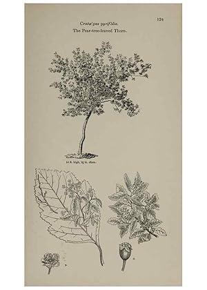 Seller image for Reproduccin/Reproduction 7064309187: Arboretum et fruticetum britannicum, or :. London :J.C. Loudon,1844. for sale by EL BOLETIN