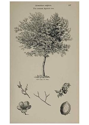 Seller image for Reproduccin/Reproduction 7064300929: Arboretum et fruticetum britannicum, or :. London :J.C. Loudon,1844. for sale by EL BOLETIN