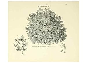 Image du vendeur pour Reproduccin/Reproduction 6918278220: Arboretum et fruticetum britannicum, or :. London :J.C. Loudon,1844. mis en vente par EL BOLETIN