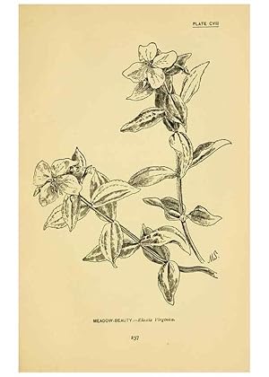 Seller image for Reproduccin/Reproduction 7248361916: How to know the wild flowers :. New York :Scribners,1893. for sale by EL BOLETIN