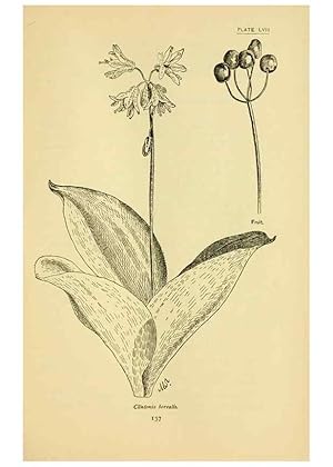 Seller image for Reproduccin/Reproduction 7248335718: How to know the wild flowers :. New York :Scribners,1893. for sale by EL BOLETIN