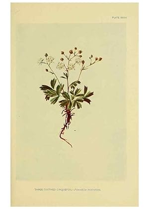 Image du vendeur pour Reproduccin/Reproduction 7248322588: How to know the wild flowers :. New York :Scribners,1893. mis en vente par EL BOLETIN
