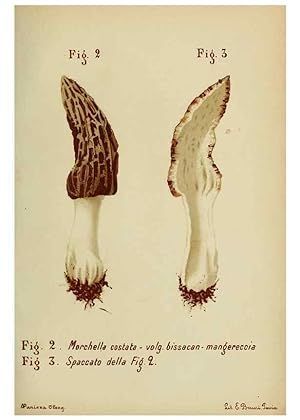Seller image for Reproduccin/Reproduction 7132407611: Trattatello popolare sui funghi /. Pavia :premiata tipografia fratelli Fusi,1887 for sale by EL BOLETIN