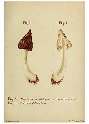 Immagine del venditore per Reproduccin/Reproduction 6986324208: Trattatello popolare sui funghi /. Pavia :premiata tipografia fratelli Fusi,1887 venduto da EL BOLETIN
