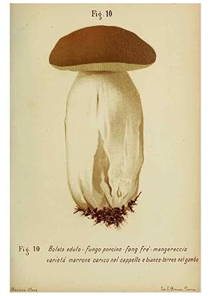 Seller image for Reproduccin/Reproduction 6986326252: Trattatello popolare sui funghi /. Pavia :premiata tipografia fratelli Fusi,1887 for sale by EL BOLETIN