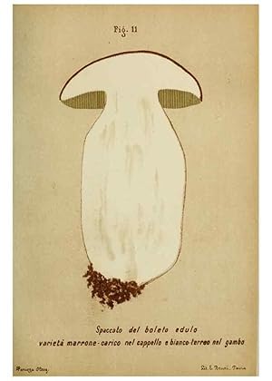 Immagine del venditore per Reproduccin/Reproduction 7132411289: Trattatello popolare sui funghi /. Pavia :premiata tipografia fratelli Fusi,1887 venduto da EL BOLETIN