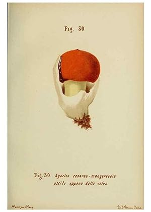 Immagine del venditore per Reproduccin/Reproduction 7132422281: Trattatello popolare sui funghi /. Pavia :premiata tipografia fratelli Fusi,1887 venduto da EL BOLETIN