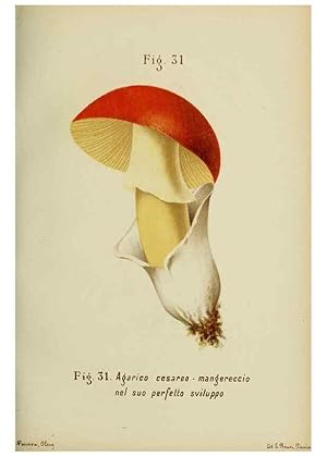 Immagine del venditore per Reproduccin/Reproduction 7132423131: Trattatello popolare sui funghi /. Pavia :premiata tipografia fratelli Fusi,1887 venduto da EL BOLETIN