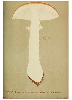 Immagine del venditore per Reproduccin/Reproduction 6986343324: Trattatello popolare sui funghi /. Pavia :premiata tipografia fratelli Fusi,1887 venduto da EL BOLETIN