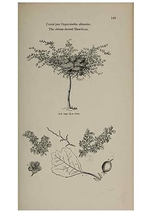 Seller image for Reproduccin/Reproduction 6918245292: Arboretum et fruticetum britannicum, or :. London :J.C. Loudon,1844. for sale by EL BOLETIN