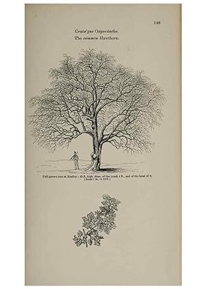 Seller image for Reproduccin/Reproduction 6918244742: Arboretum et fruticetum britannicum, or :. London :J.C. Loudon,1844. for sale by EL BOLETIN