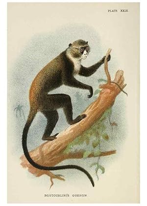 Image du vendeur pour Reproduccin/Reproduction 7047654601: A hand-book to the primates /. London :E. Lloyd,1896-1897. mis en vente par EL BOLETIN