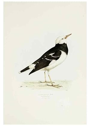 Image du vendeur pour Reproduccin/Reproduction 7064977741: A fasciculus of the birds of China. London,Printed by Taylor and Francis,1871 mis en vente par EL BOLETIN