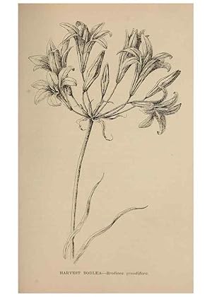 Imagen del vendedor de Reproduccin/Reproduction 7176864516: The wild flowers of California;. San Francisco,Payot, Upham, & company,1902. a la venta por EL BOLETIN