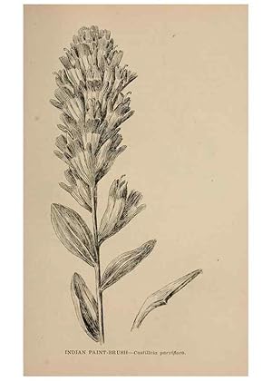 Imagen del vendedor de Reproduccin/Reproduction 7176882420: The wild flowers of California;. San Francisco,Payot, Upham, & company,1902. a la venta por EL BOLETIN