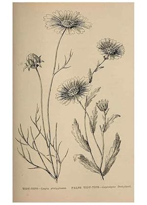 Imagen del vendedor de Reproduccin/Reproduction 7176762074: The wild flowers of California;. San Francisco,Payot, Upham, & company,1902. a la venta por EL BOLETIN